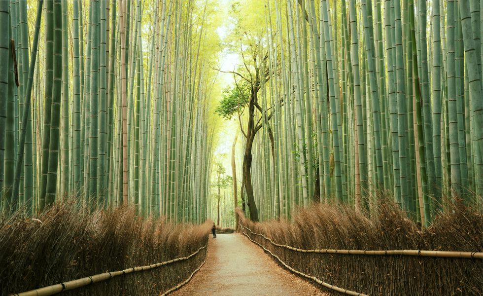 arashiyama bamboo forest in kyoto, japan