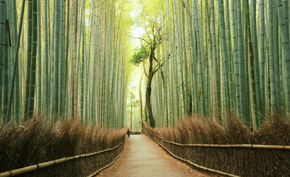 arashiyama bamboo forest in kyoto, japan