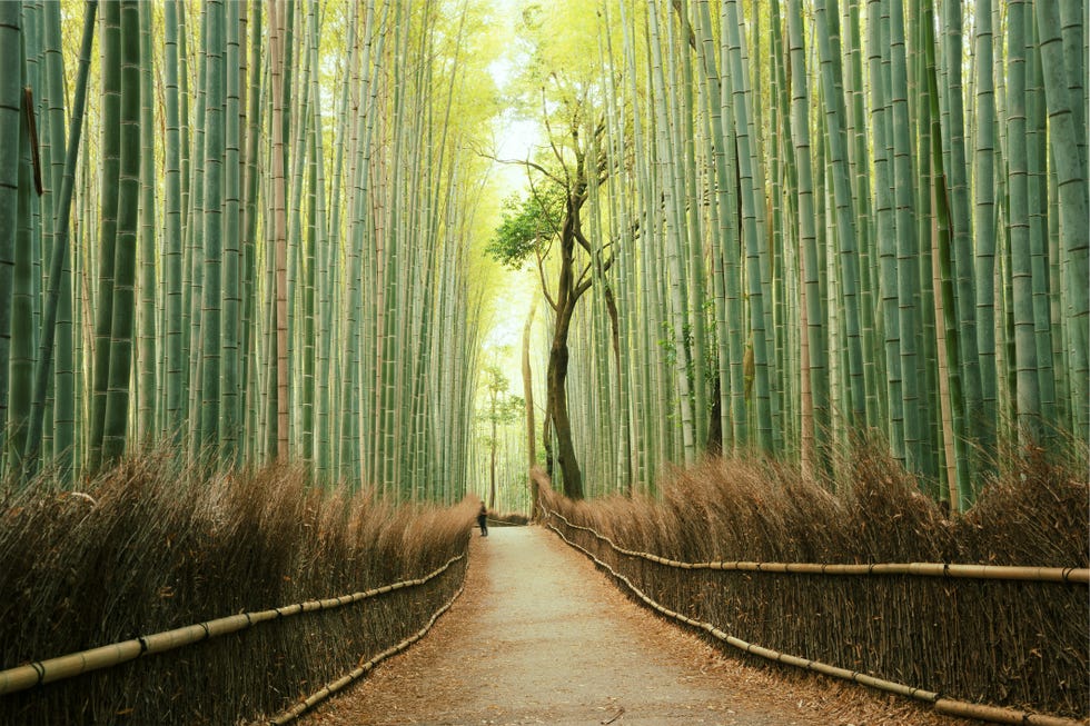 arashiyama bamboo forest in kyoto, japan