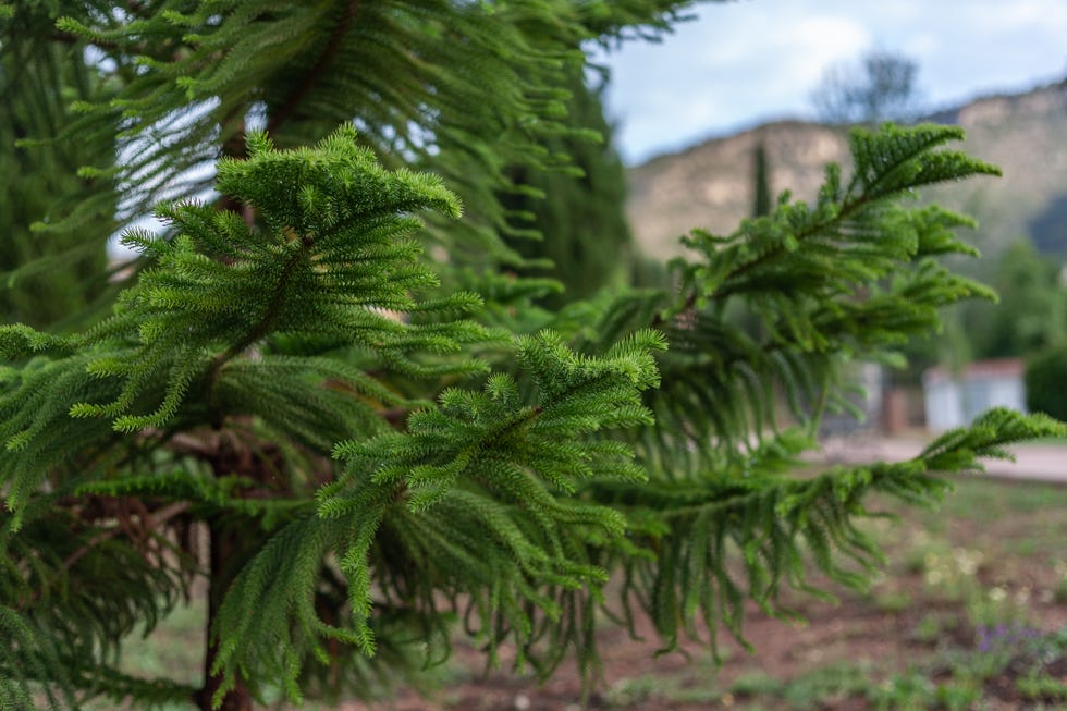 norfolk island pine