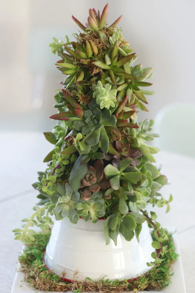 arbol navidad diy plantas suculenta