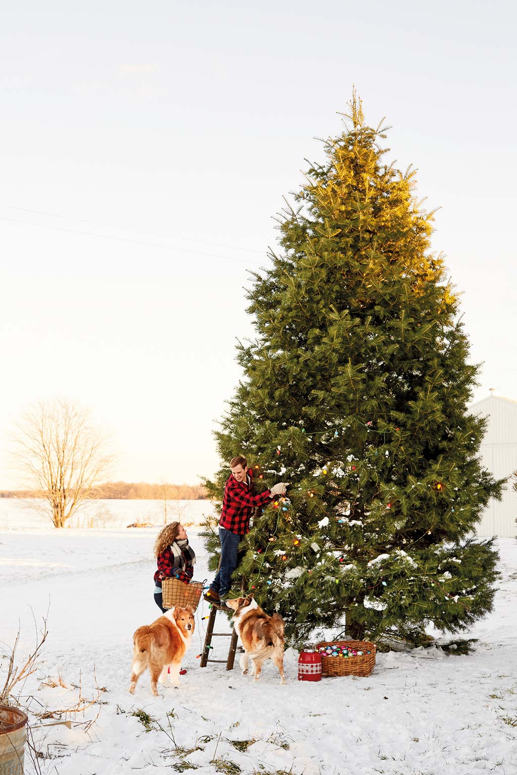 Montad el árbol de Navidad