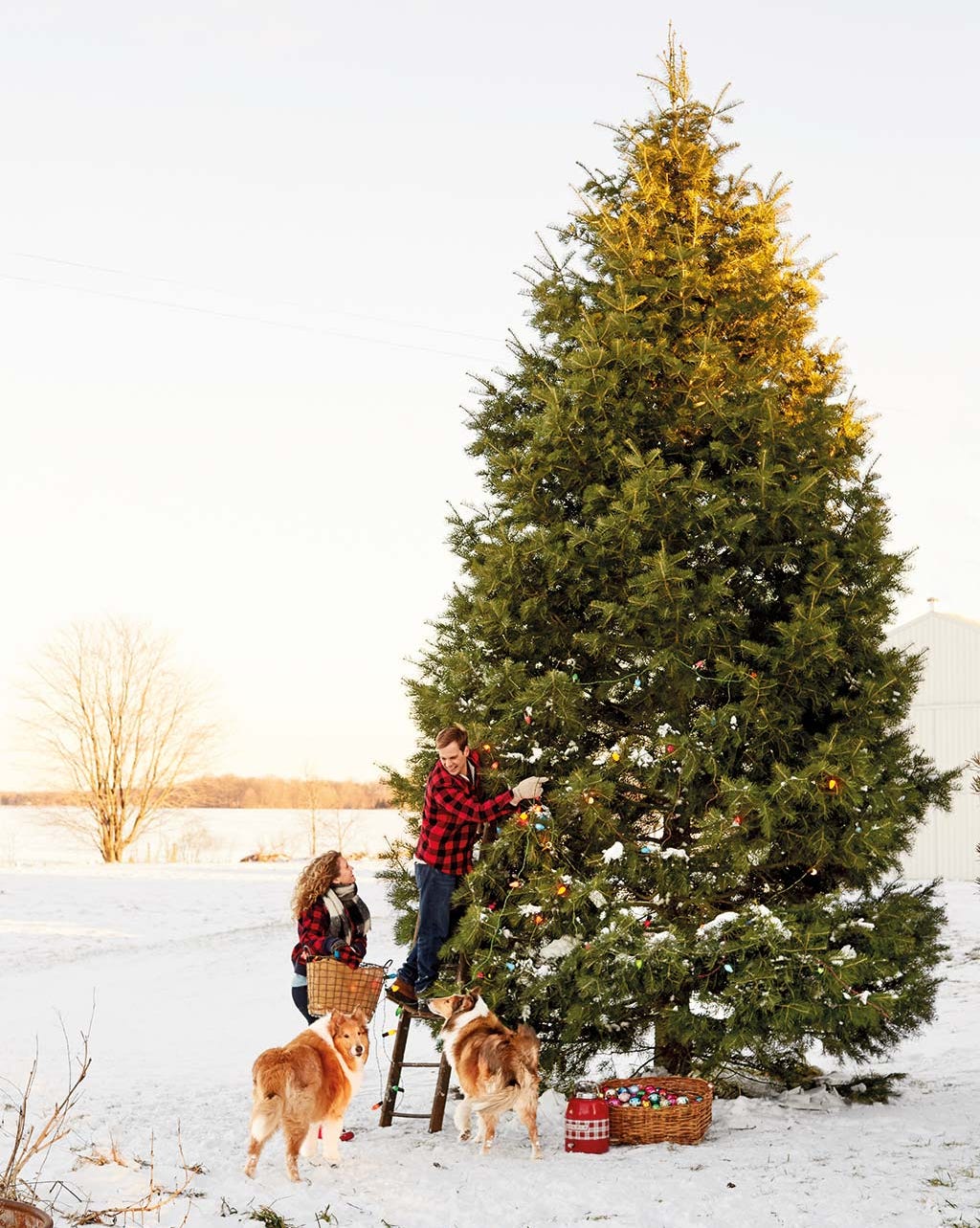 Montad el árbol de Navidad Montad el árbol de Navidad