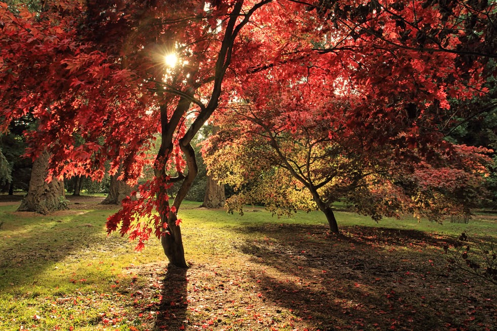 9 Best Places to See Autumn Leaves in the UK in 2023