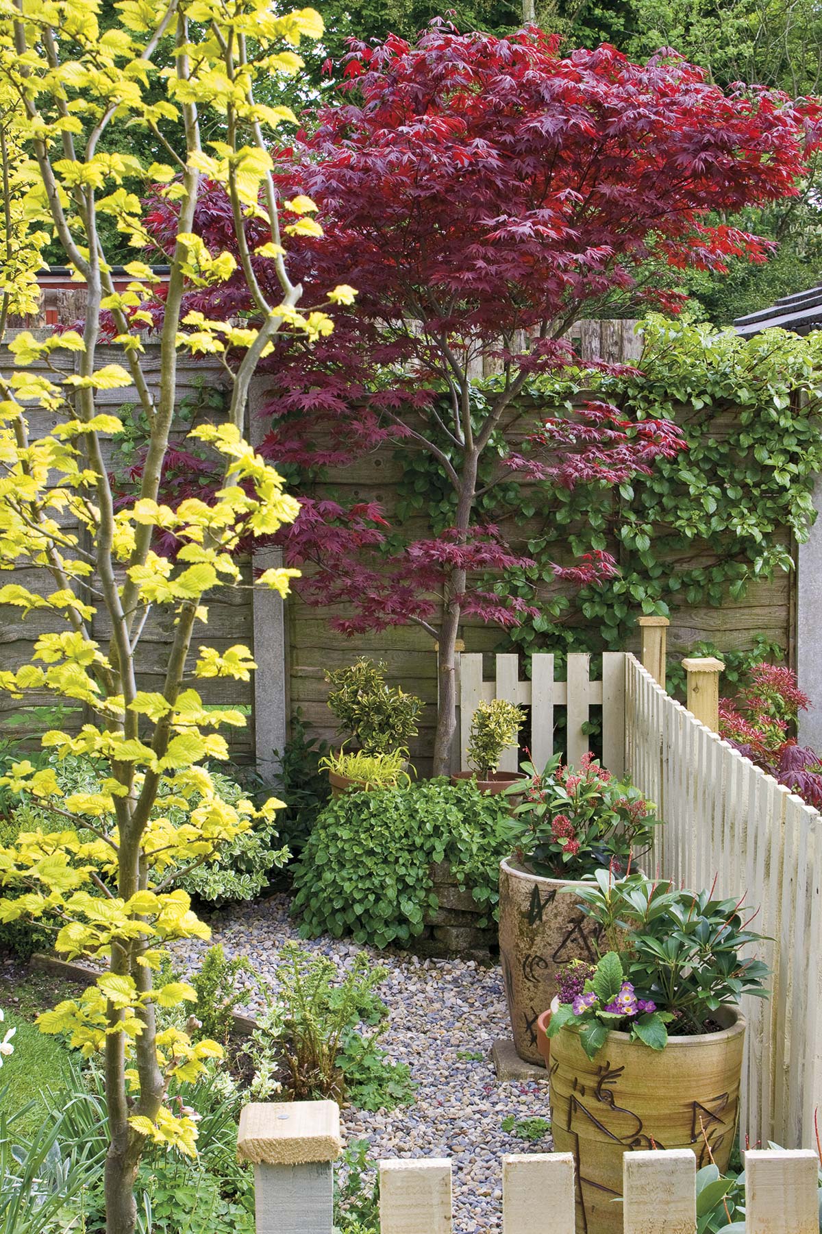 Jardinería: Arce japonés