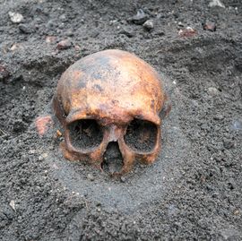 archaeological excavation with skull still half buried in the ground