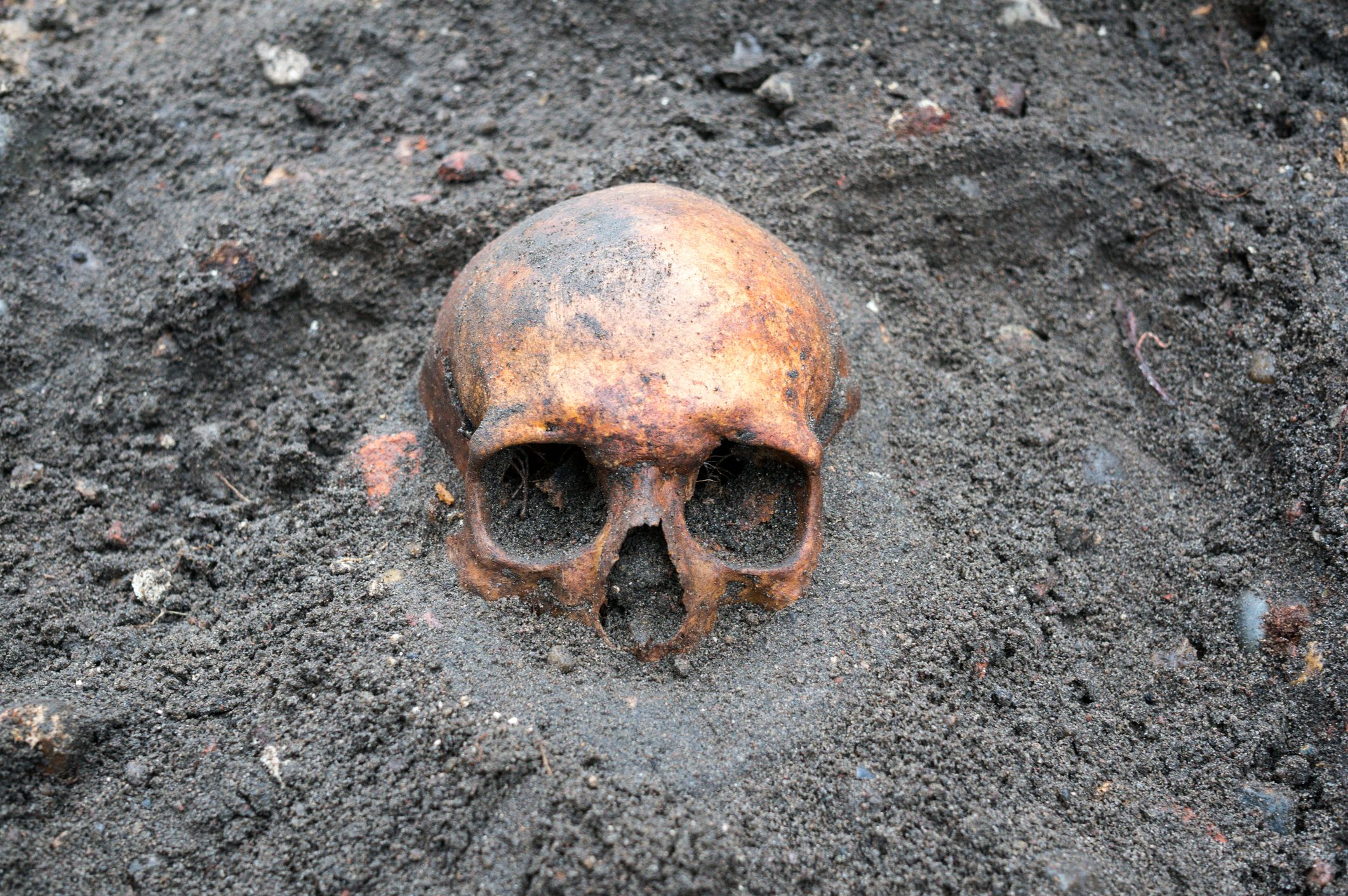 archaeological-excavation-with-skull-still-half-royalty-free-image-1752688511.pjpeg