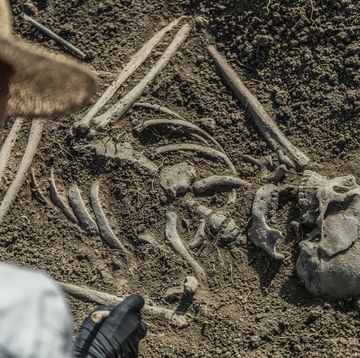 archaeologist excavating skeleton