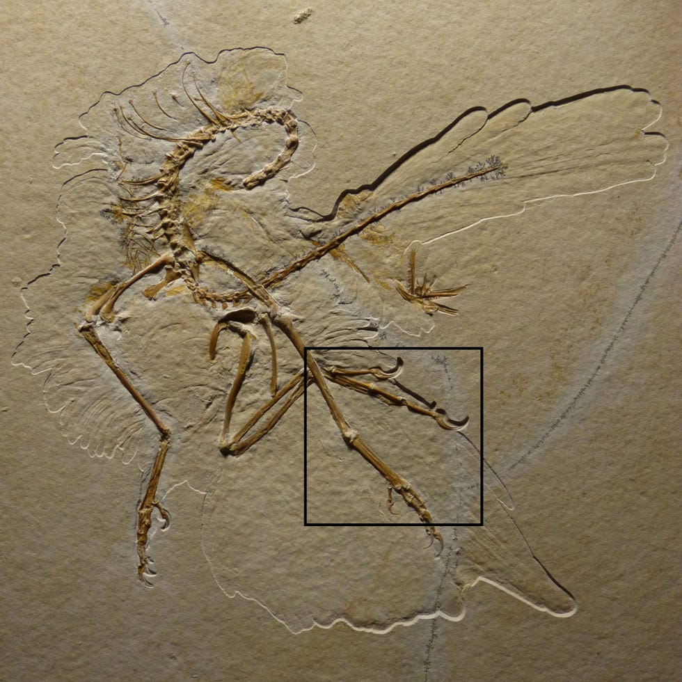 Het Altmhlfossiel van een Archaeopteryx omvat ook afdrukken van het verenkleed van de oervogel