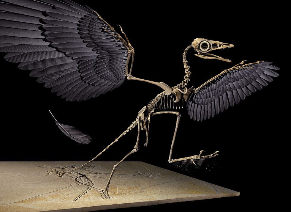 De veer uit het Jura is afkomstig van de linkervleugel van de vliegende dinosaurir Archaeopteryx die hier in 3D is gereconstrueerd