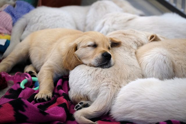 Golden Retriever Puppy Archie Harrison Is Named After Royal Baby