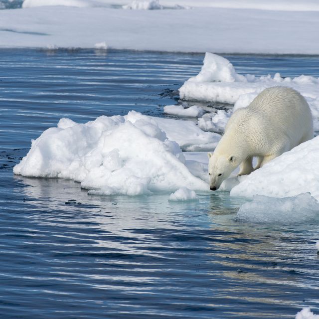 A polar bear (Ursus maritimus) is looking for food at the