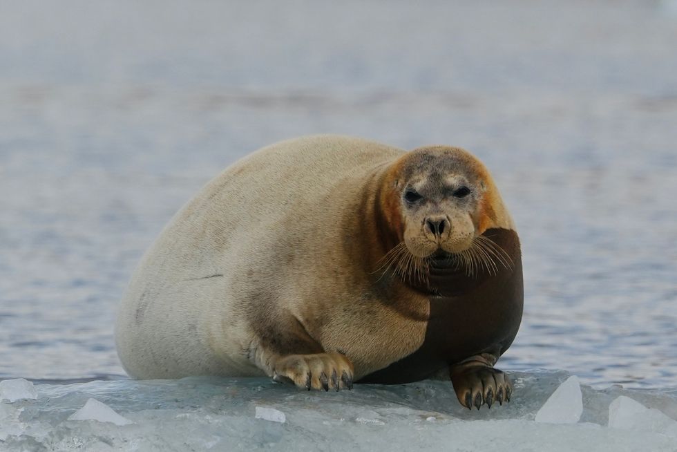 seal on ice in arctic ocean