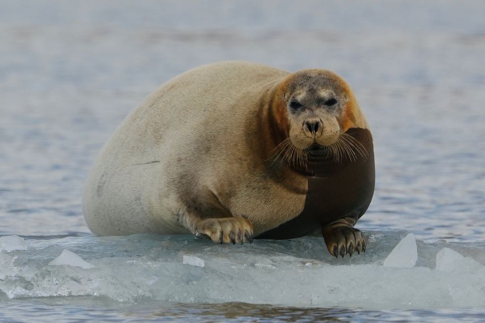seal on ice in arctic ocean