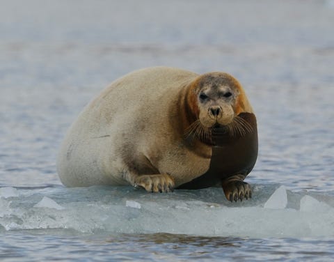 seal on ice in arctic ocean