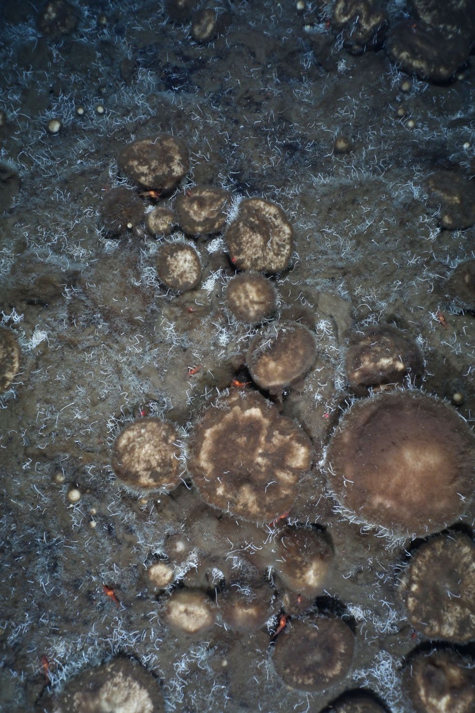 Sponzen bedekken het oppervlak van een onderzeese berg Hier voeden zij zich met behulp van symbiotische bacterin met versteende kokerwormen