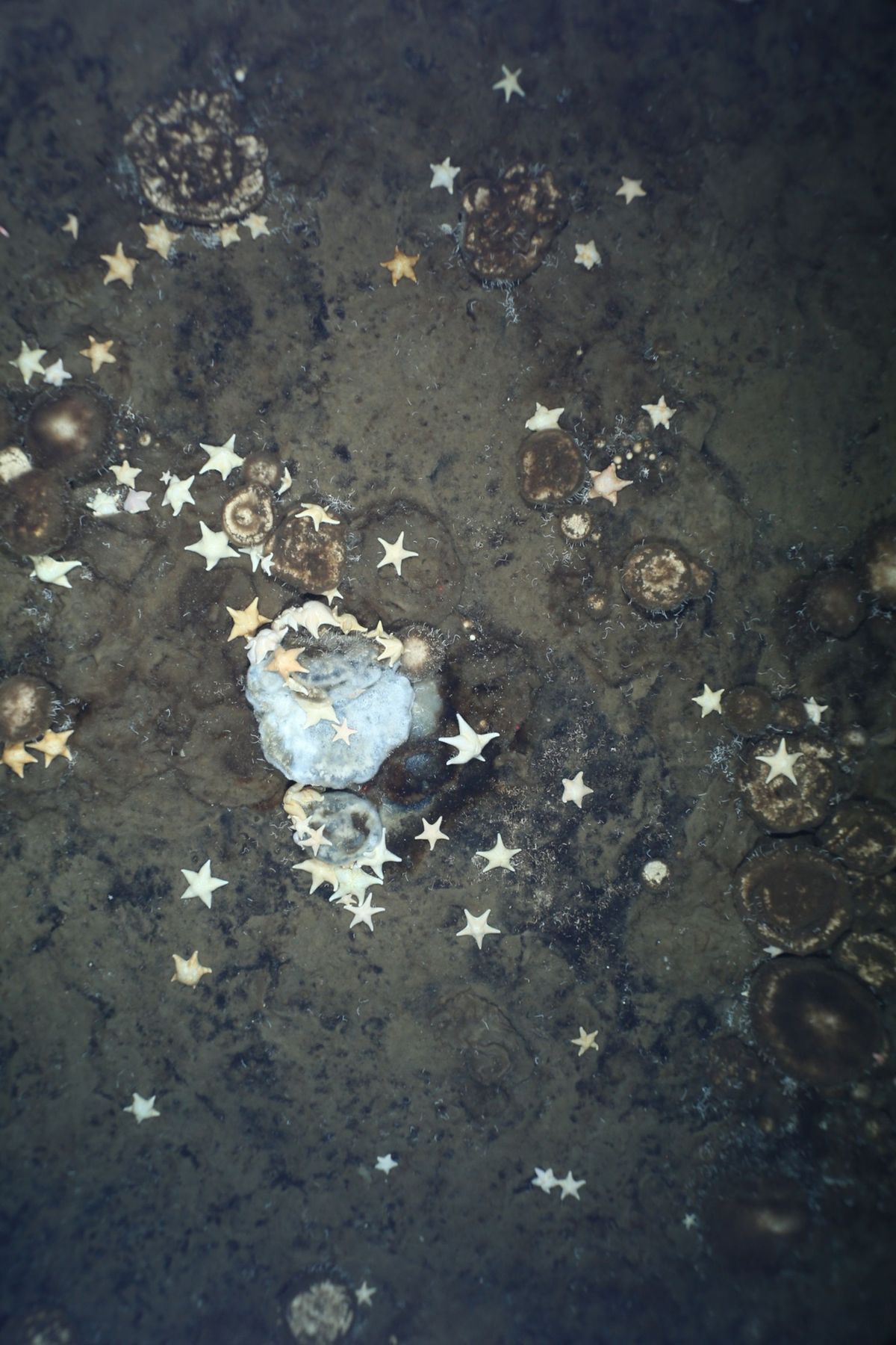 Zeesterren verzamelen zich rond een dode of stervende zeespons die bedekt is met een witte laag bacterin Op deze onderzeese berg in de Noordelijke IJszee troffen wetenschappers tot hun verrassing duizenden sponzen aan