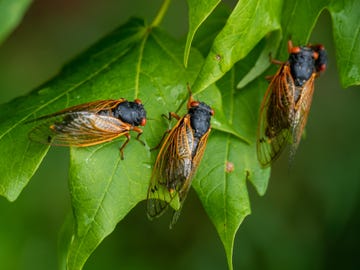 are cicadas dangerous