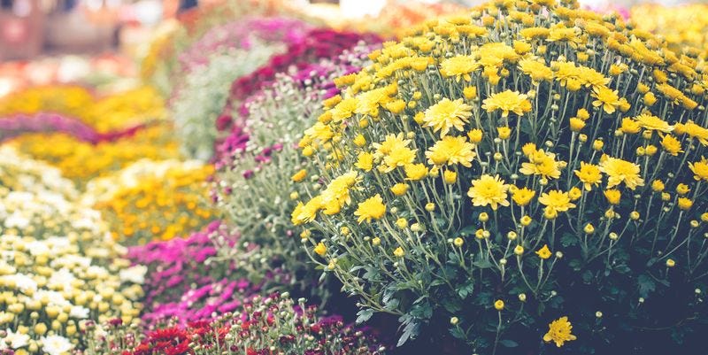 Are Mums Perennials? Here's What to Know