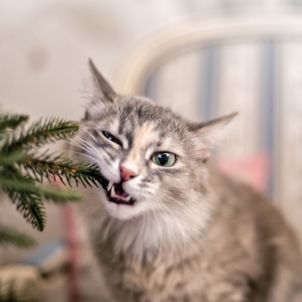 Are Poinsettias Poisonous to Cats and Dogs? 5 Christmas Plants Toxic to Pets