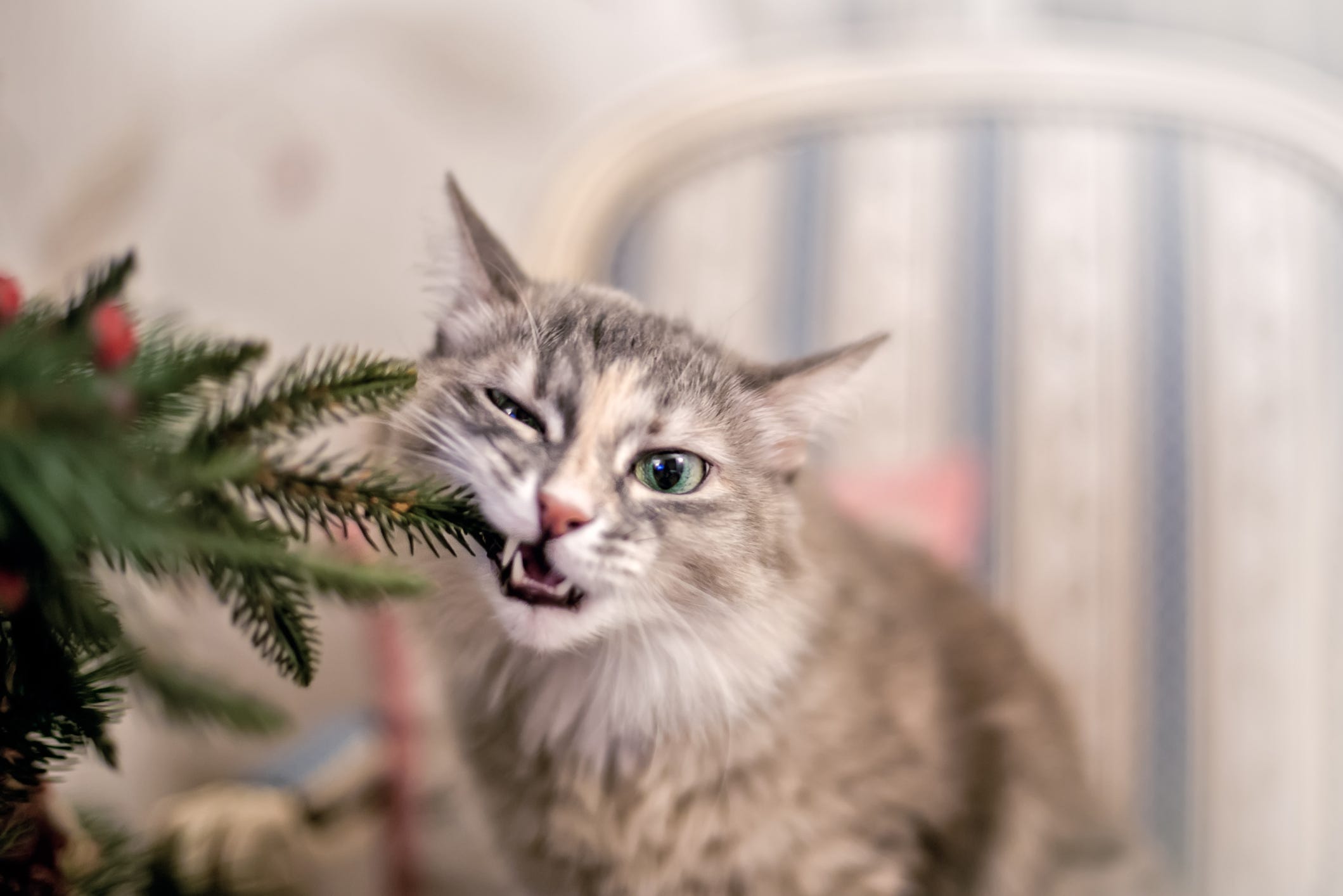 are christmas cactuses poisonous to cats and dogs