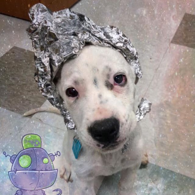 Area 51 Event Animal Shelter Dogs Dressed as Aliens