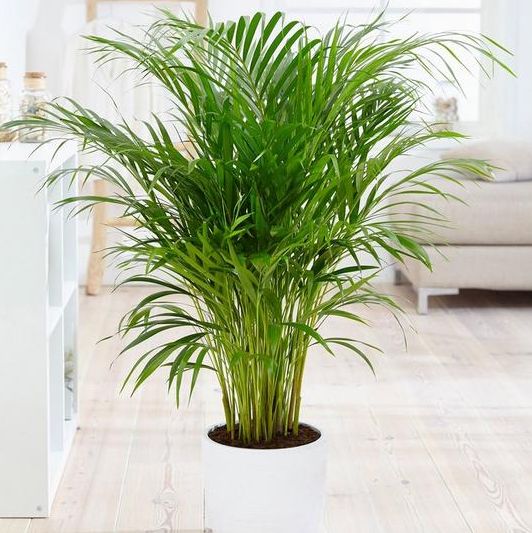 Areca palm 14cm pot 60cm tall - green houseplant