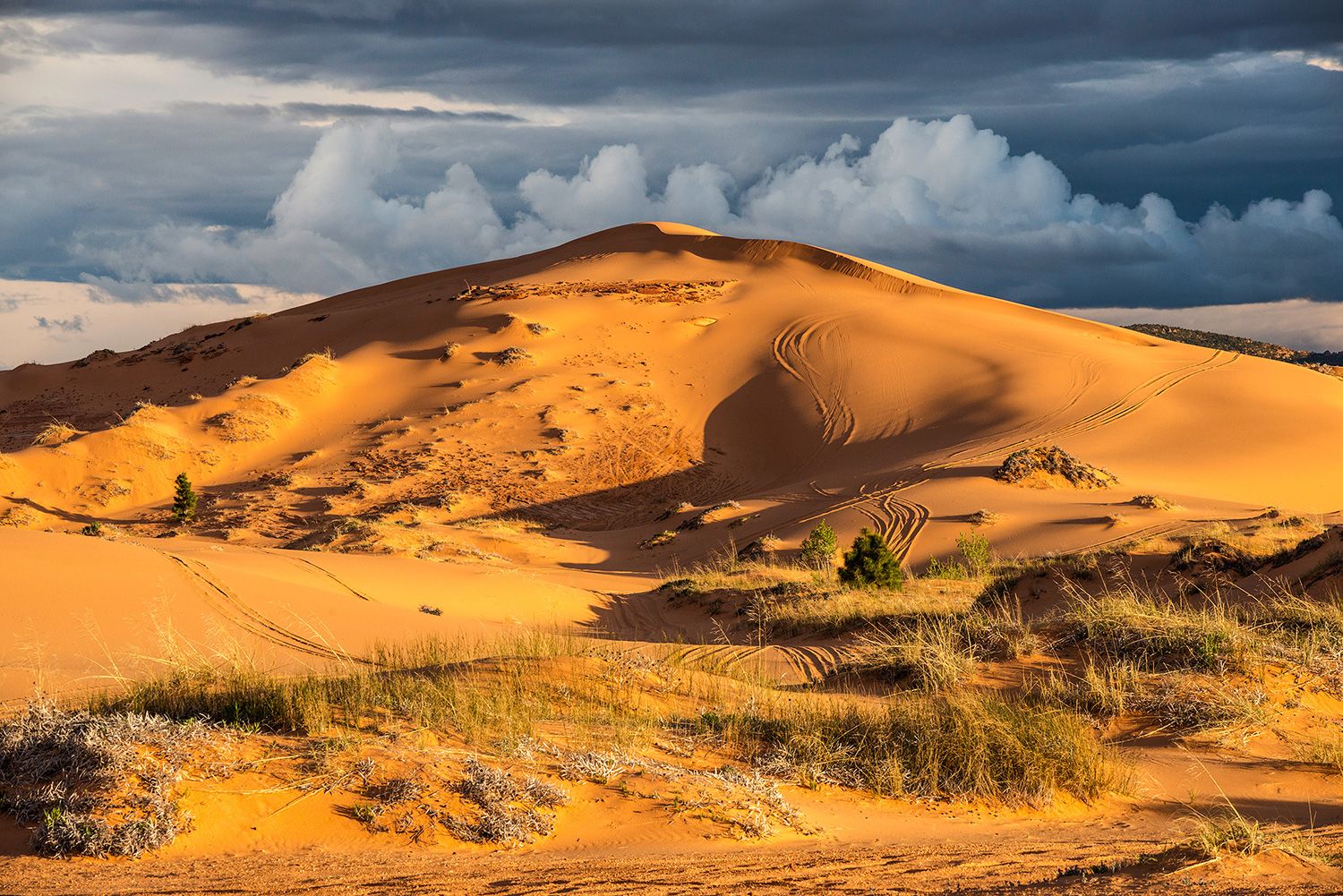 desert, nature, natural environment, sand, sky, dune, wilderness, ecoregion, landscape, aeolian landform,