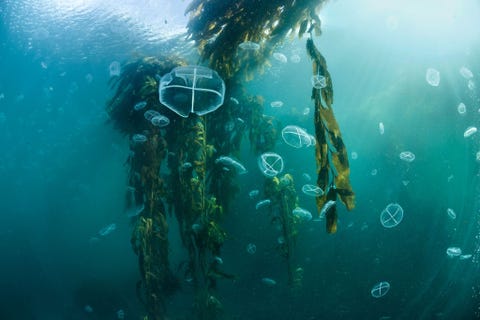 https://www.nationalgeographic.com/content/dam/magazine/rights-exempt/2019/07/argentine-marine-parks/argentine-marine-parks-underwater-11.jpg Kwallen zwemmen tussen de bladeren van een zeewierbos voor de kust van Isla de los Estados in Argentini Reuzenkelp Macrocystis pyrifera is de grootste algensoort in de oceaan en kan meer dan 45 meter lang worden In de bossen bevinden zich de meest diverse ecosystemen op aarde