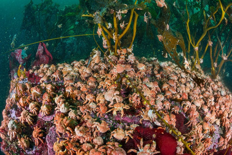 Duizenden jonge krabben Paralomis granulosa krioelen door elkaar in een kelpwoud bij Kaap Hoorn Chili Er wordt in het gebied veel op krab gevist in zulke grote aantallen wordt deze soort dan ook zelden meer aangetroffen