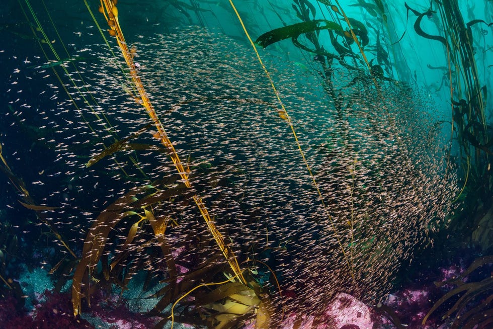 Een school krill zwemt in een reuzenkelpwoud bij de Diego Ramrezeilanden ten zuidwesten van Kaap Hoorn Krill is een belangrijk onderdeel van een voedselweb met onder meer vissen pinguns de manenrob de ZuidAmerikaanse zeebeer en bovenaan de orka een van de machtigste zeeroofdieren