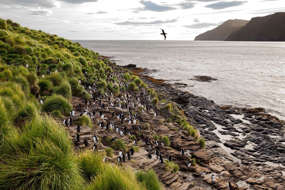 Een stormvogel vliegt over een kolonie zuidelijke rotspinguns op Stateneiland Meer dan 10 procent van alle exemplaren van deze kwetsbare pingunsoort leeft hier
