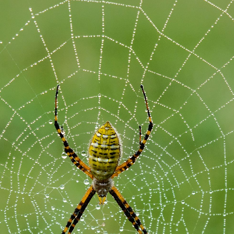 Argiope spider on dew covered web