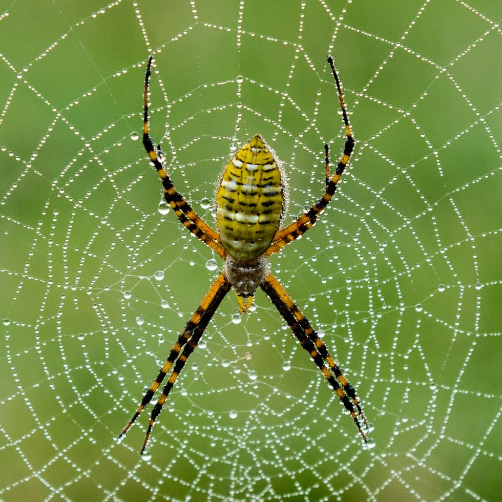 Argiope spider on dew covered web