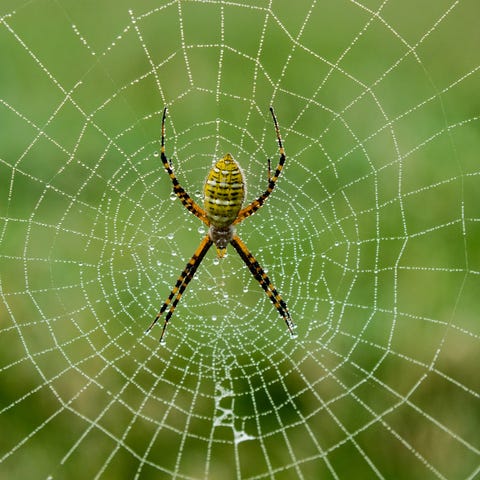 10 Most Common House Spiders - How to Identify a Dangerous Spider