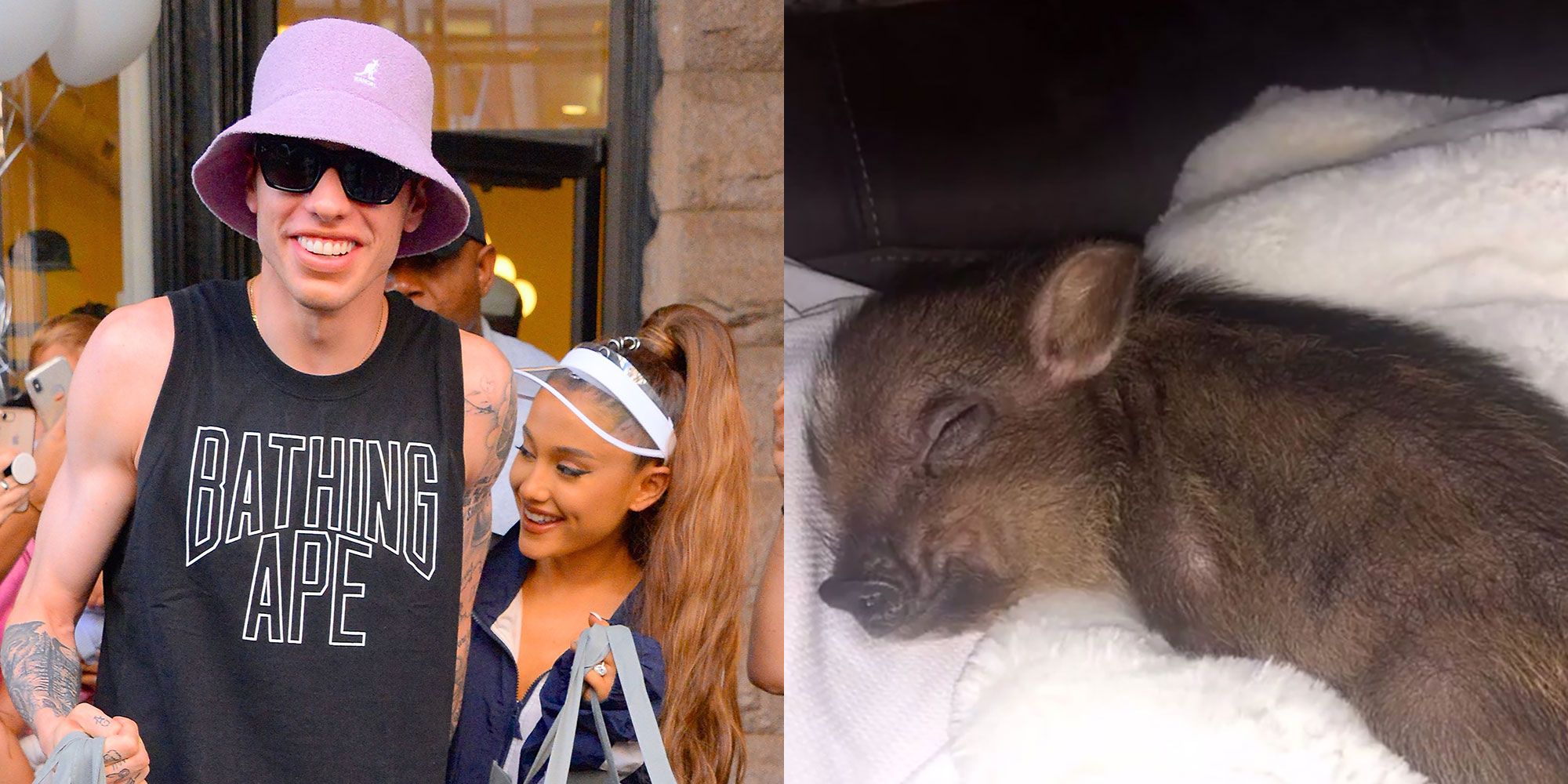 Ariana grande pet sales pig