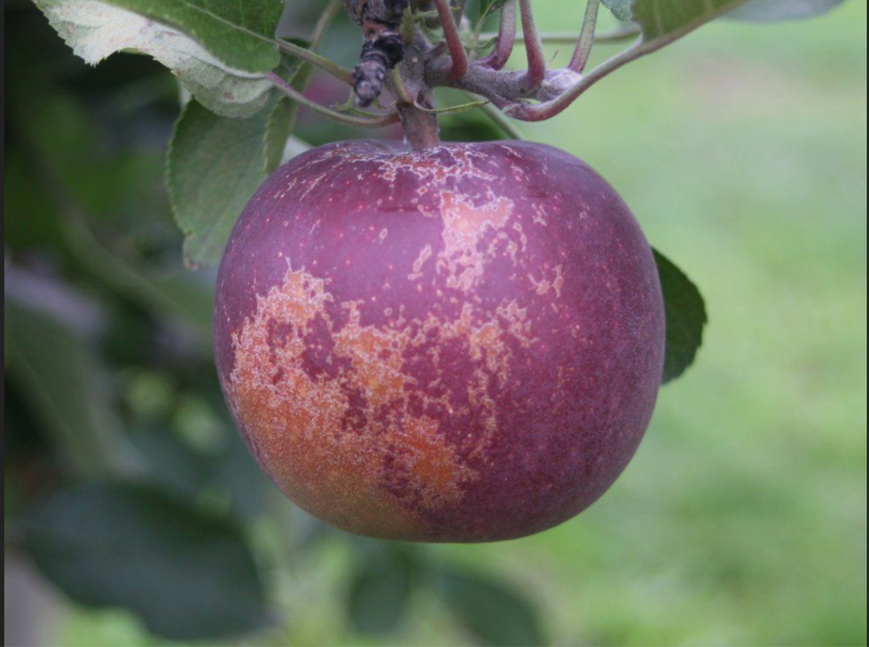 What Are Black Diamond Apples?