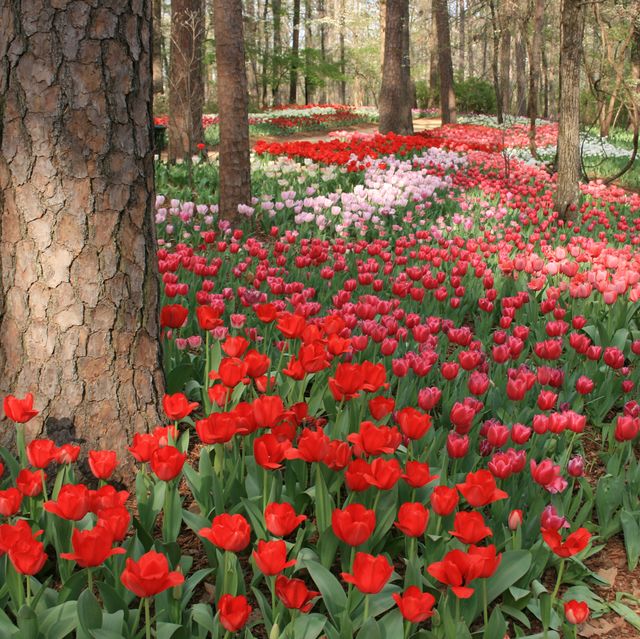Flower, Flowering plant, Plant, Red, Spring, Natural landscape, Tulip, Botany, Leaf, Petal, 