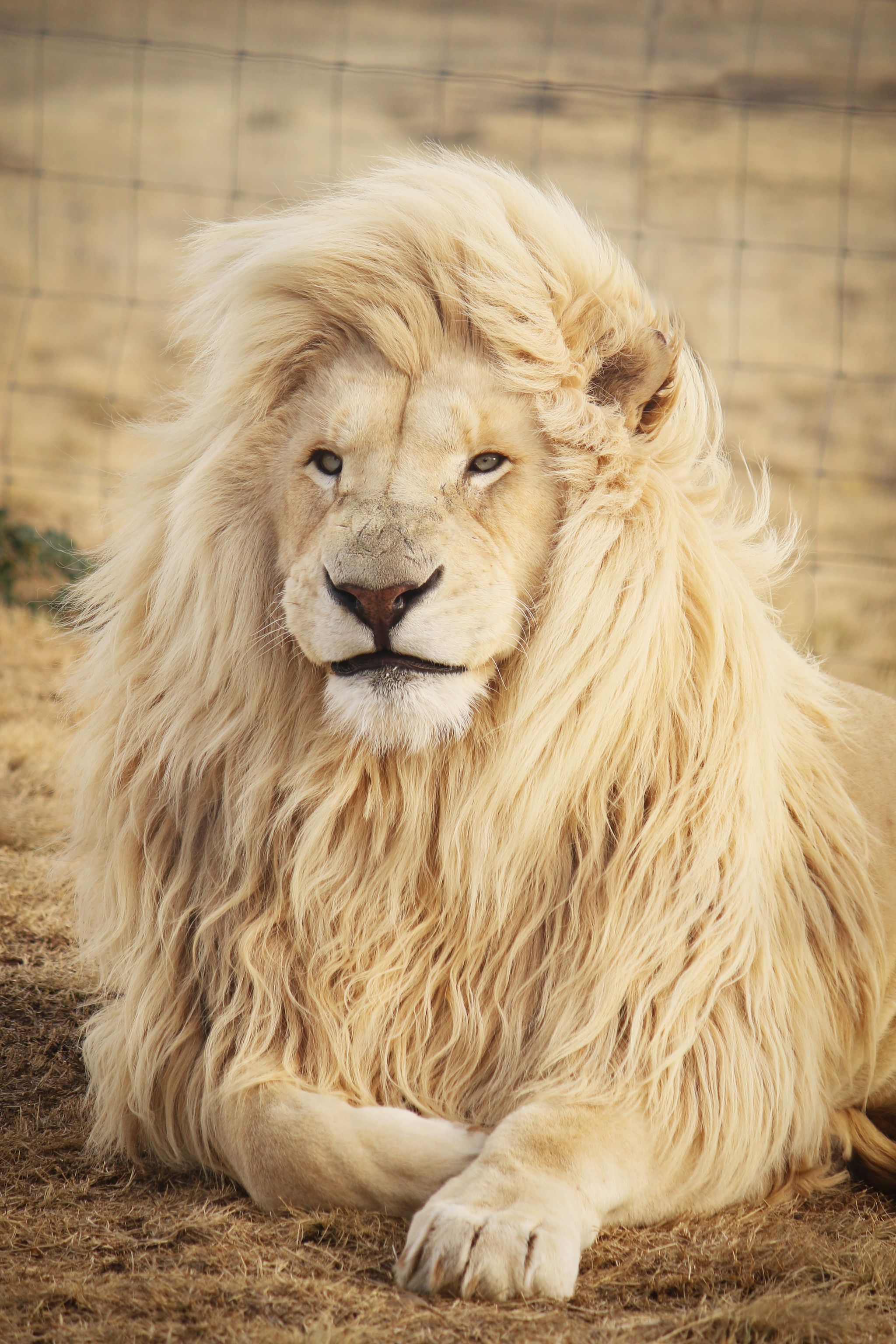 Lion, Hair, Vertebrate, Mammal, Wildlife, Felidae, Masai lion, Big cats, Terrestrial animal, Mane, 