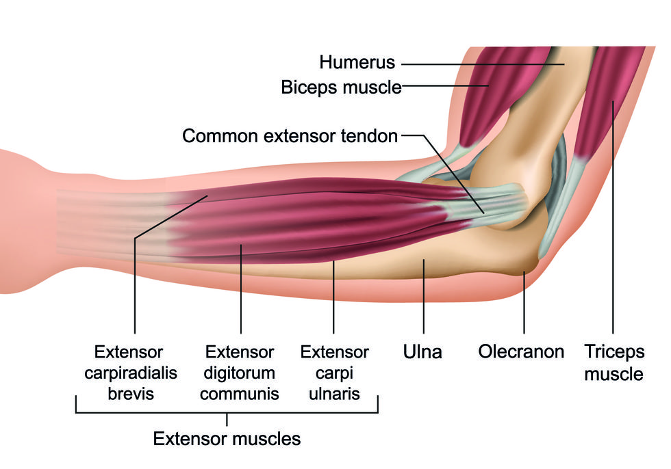 anatomy of wrist and forearm muscles