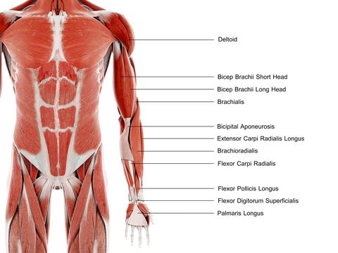 arm muscles, illustration