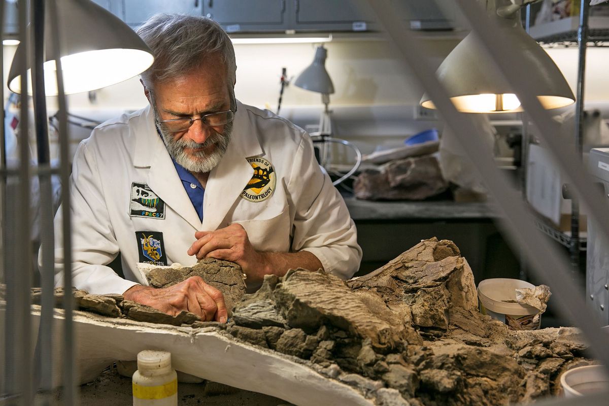 In het Natural History Museum of Utah in Salt Lake City prepareert Randy Johnson vrijwilligerpreparateur van het museum nauwgezet een fossiel Foto NHMUMark Johnston