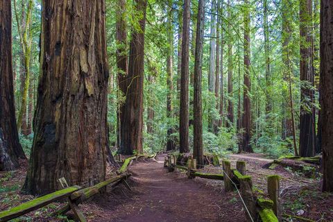 Tree, Forest, Natural environment, Redwood, Old-growth forest, Nature, Nature reserve, Woodland, Northern hardwood forest, Grove, 