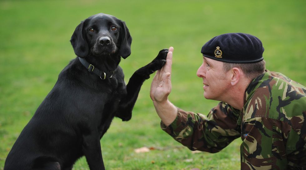 アイルランドとアフガニスタンでイギリス軍に従軍した爆弾探知犬のトレオ