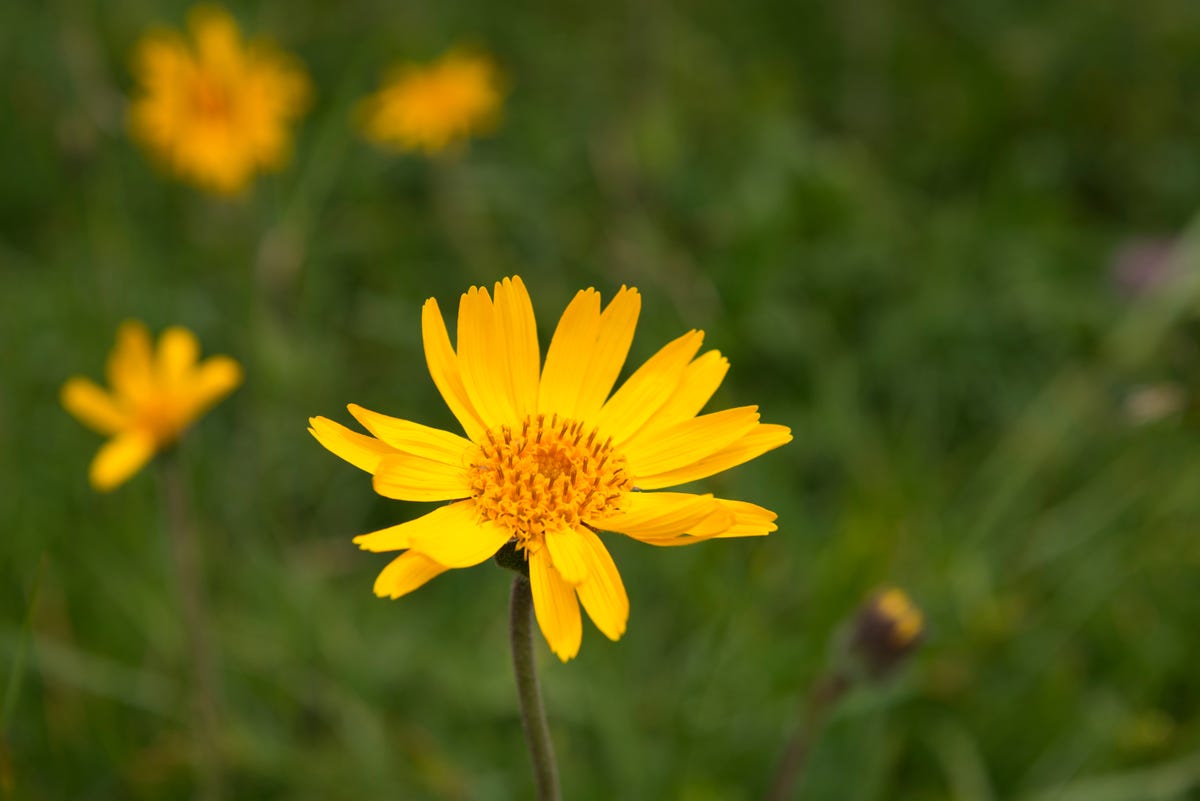 Il #BLOg di Aesthete  Arnica uso umano 99% ingredienti naturali