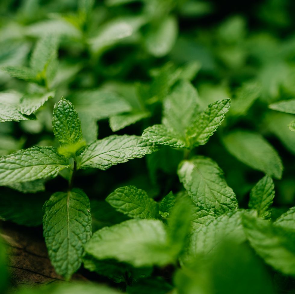 aromatic spearmint growing in field