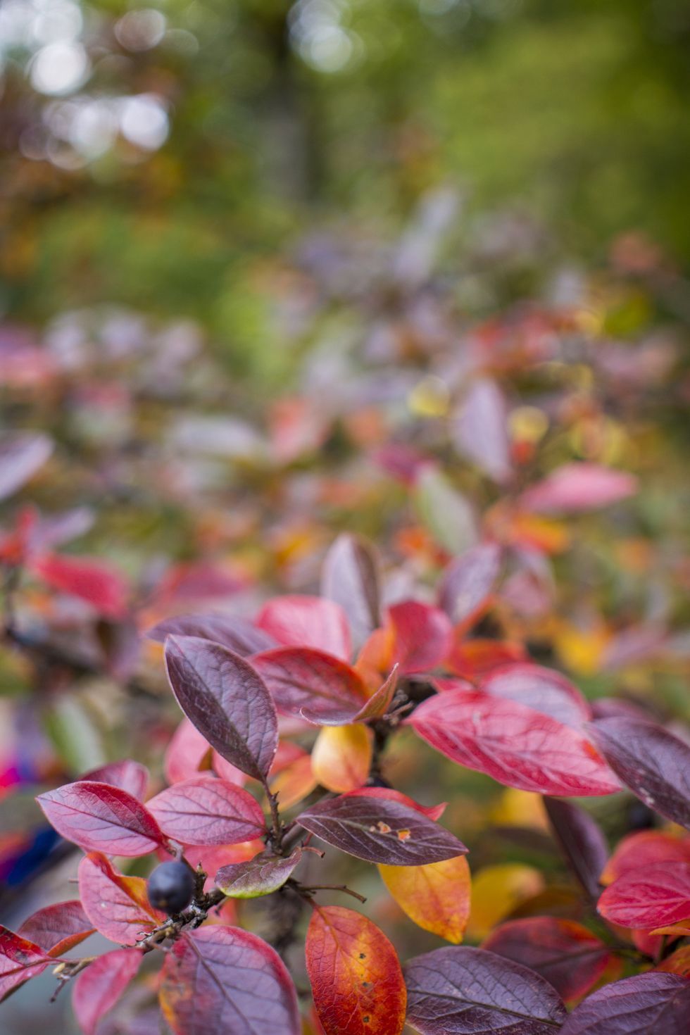 bright autumn background leaves and fruits of chokeberry bush fall flowers