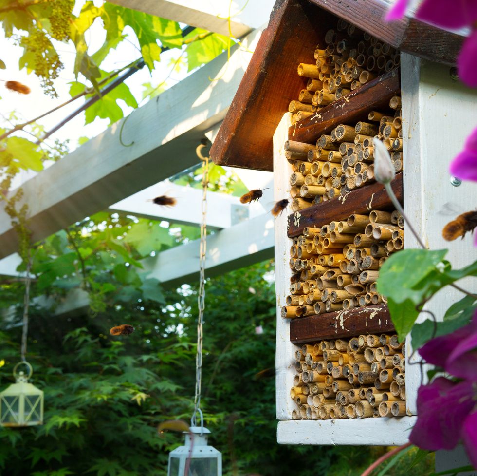 art spring care for the ecological garden spring blooming garden and mason osmia bee house