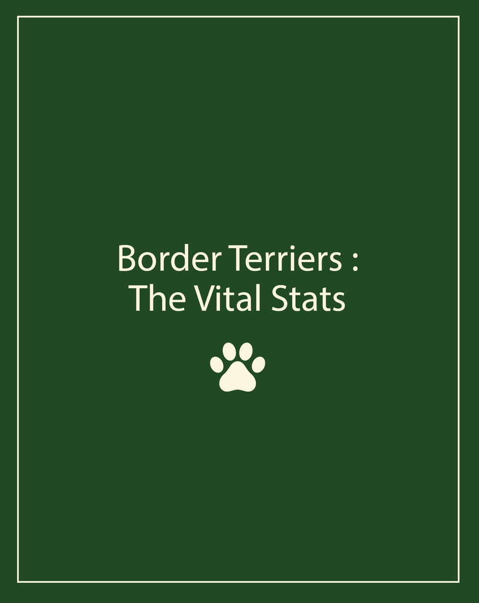 border terrier