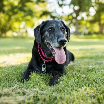 5 warning signs your dog may have arthritis — and how to help